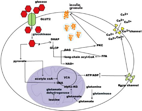 Regulation of Insulin Synthesis and Secretion and Pancreatic Beta.
